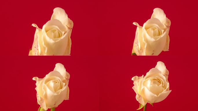 黄玫瑰盛开在红色背景的时间推移4k缩放视频。