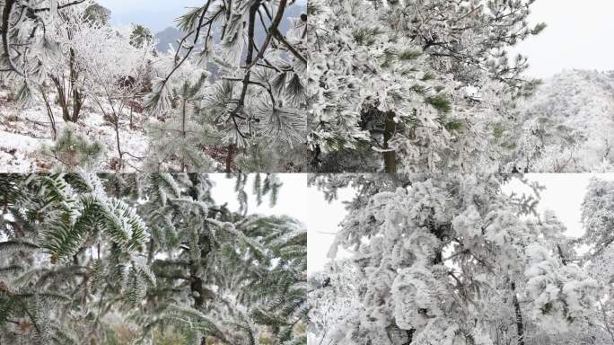 【合集】唯美童话世界雾淞雪淞高山