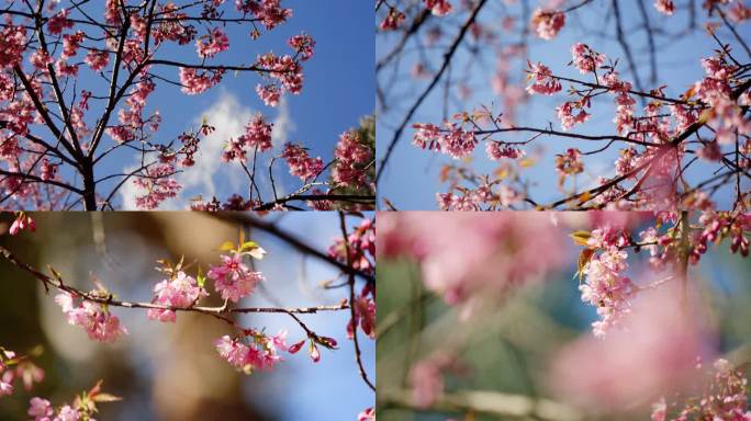 冬天盛开的樱花（50帧）