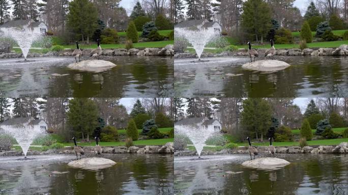 加拿大奥克维尔盖尔洛克花园的喷泉