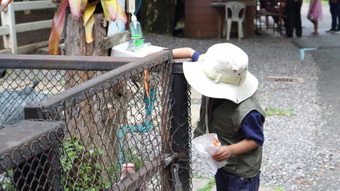 亚洲男孩喂动物小猪宝宝。