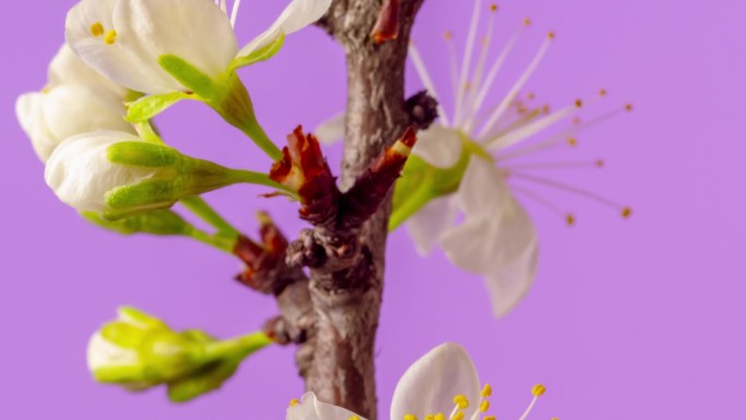 4k延时拍摄的梅树花朵绽放，缩小并生长在粉红色的背景上。盛开的小白李花。