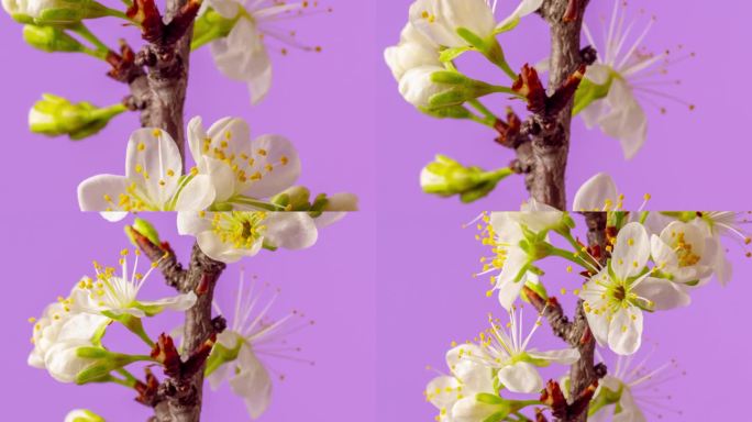 4k延时拍摄的梅树花朵绽放，缩小并生长在粉红色的背景上。盛开的小白李花。