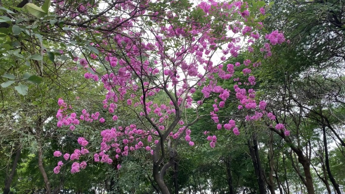 木棉花英雄树花开