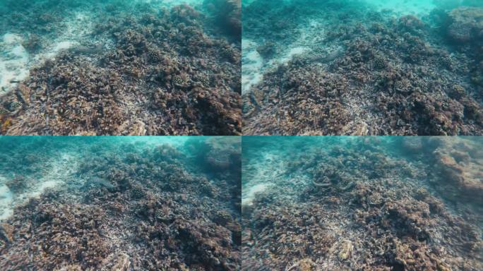 鳗鱼优雅地穿过生机勃勃的珊瑚礁。水下的优雅，海洋的多样性和自然奇观。适合水下探险、海洋生物和自然爱好