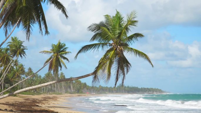 绿色的棕榈树悬挂在热带野生沙滩上。蓝绿色的海浪和蓝色的天空为背景。地球上最好的未受破坏的野生动物
