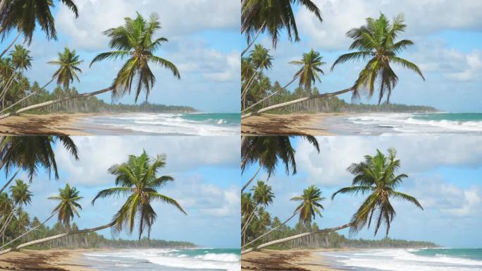 绿色的棕榈树悬挂在热带野生沙滩上。蓝绿色的海浪和蓝色的天空为背景。地球上最好的未受破坏的野生动物