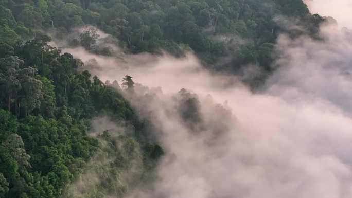 空中无人机拍摄的早晨有很多雾和薄雾的雨林，哈拉巴拉野生动物保护区是泰国的保护区之一。被称为亚洲的亚马