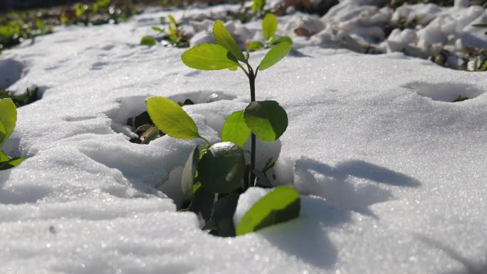 逆光大雪中的植物