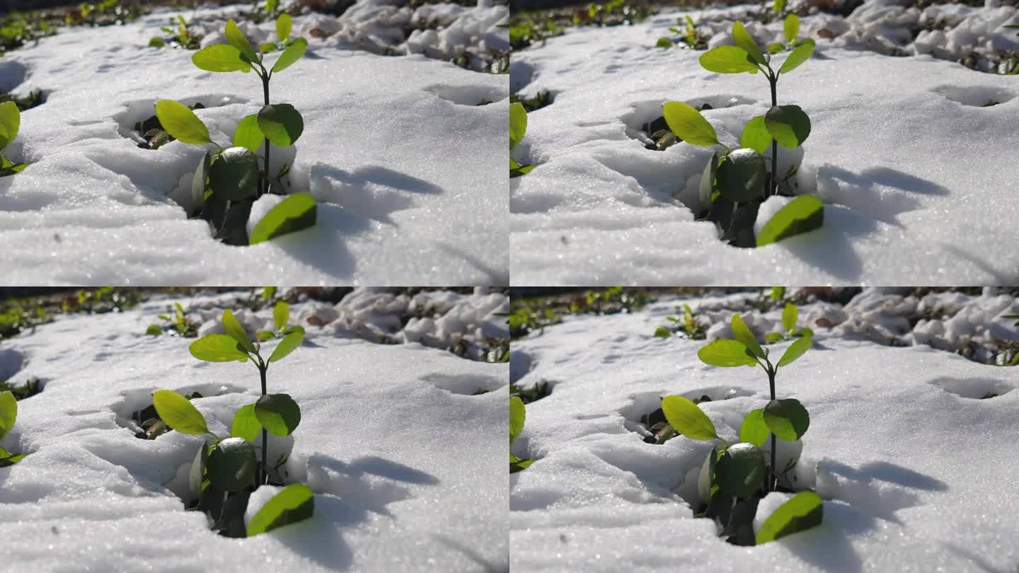 逆光大雪中的植物