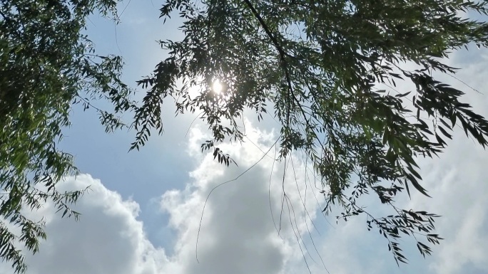 阳光透过树叶阳光树的影子夏天清凉的夏日