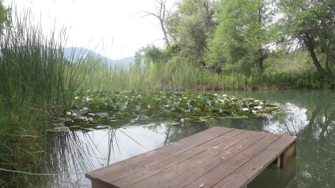 芦苇环绕的池塘里盛开的睡莲