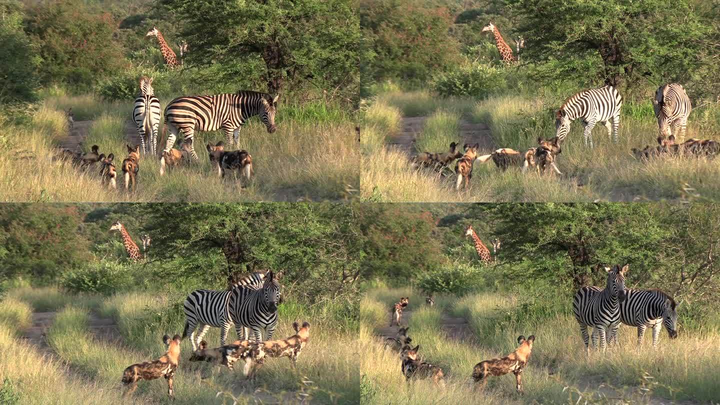 南非克鲁格国家公园丛林中的非洲野狗、斑马和长颈鹿。