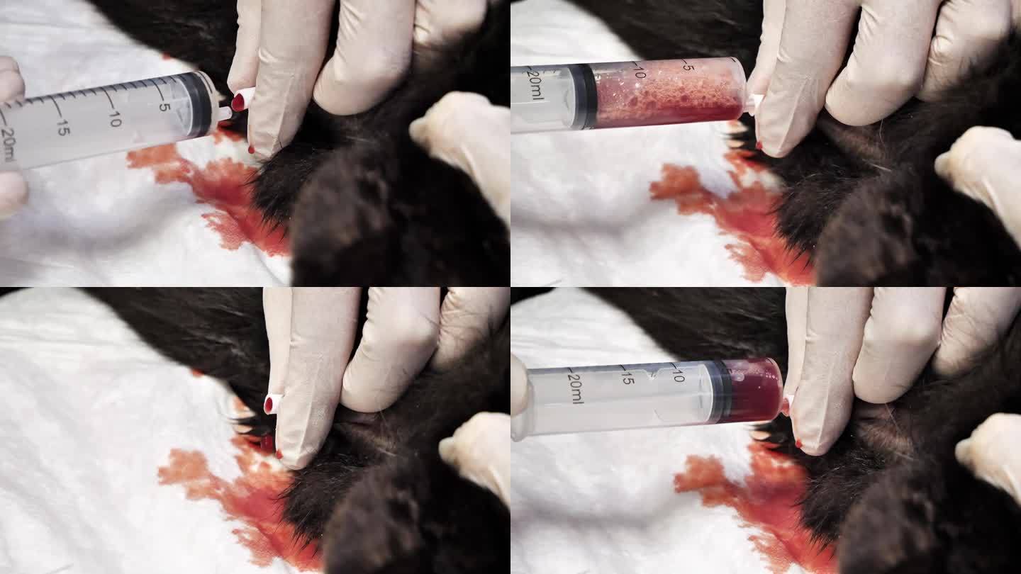 医生用注射器通过导尿管从宠物身上抽出尿液。在兽医诊所里，带着导尿管的猫。医生用导尿管冲洗猫的膀胱。