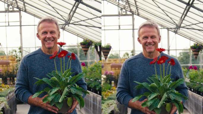 垂直视频肖像的成熟男子在温室内花园中心挑选和购买红色非洲菊植物-在慢镜头拍摄