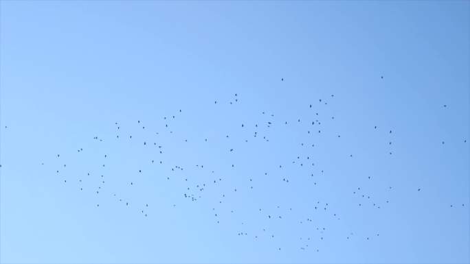 冬季树枝天空上的喜鹊成群