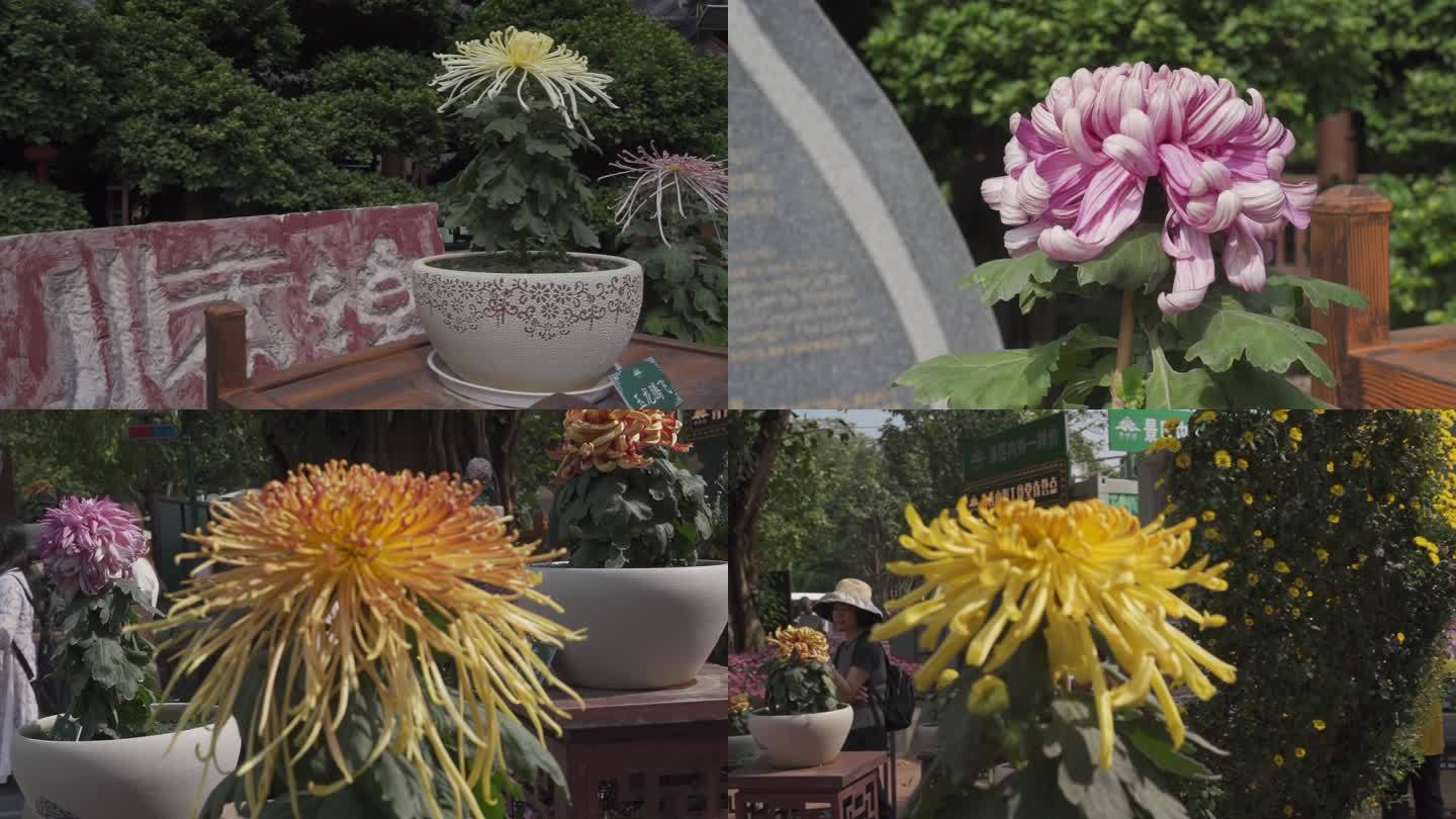 公园菊花展览上的绽放菊花盆栽HLG素材