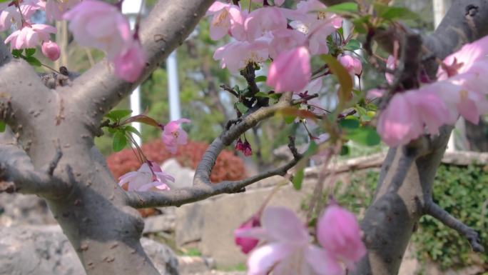 春天秋天樱花树枝叶植物特写风景视频素材9