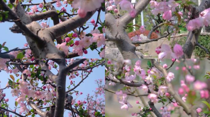 春天秋天樱花树枝叶植物特写风景视频素材9