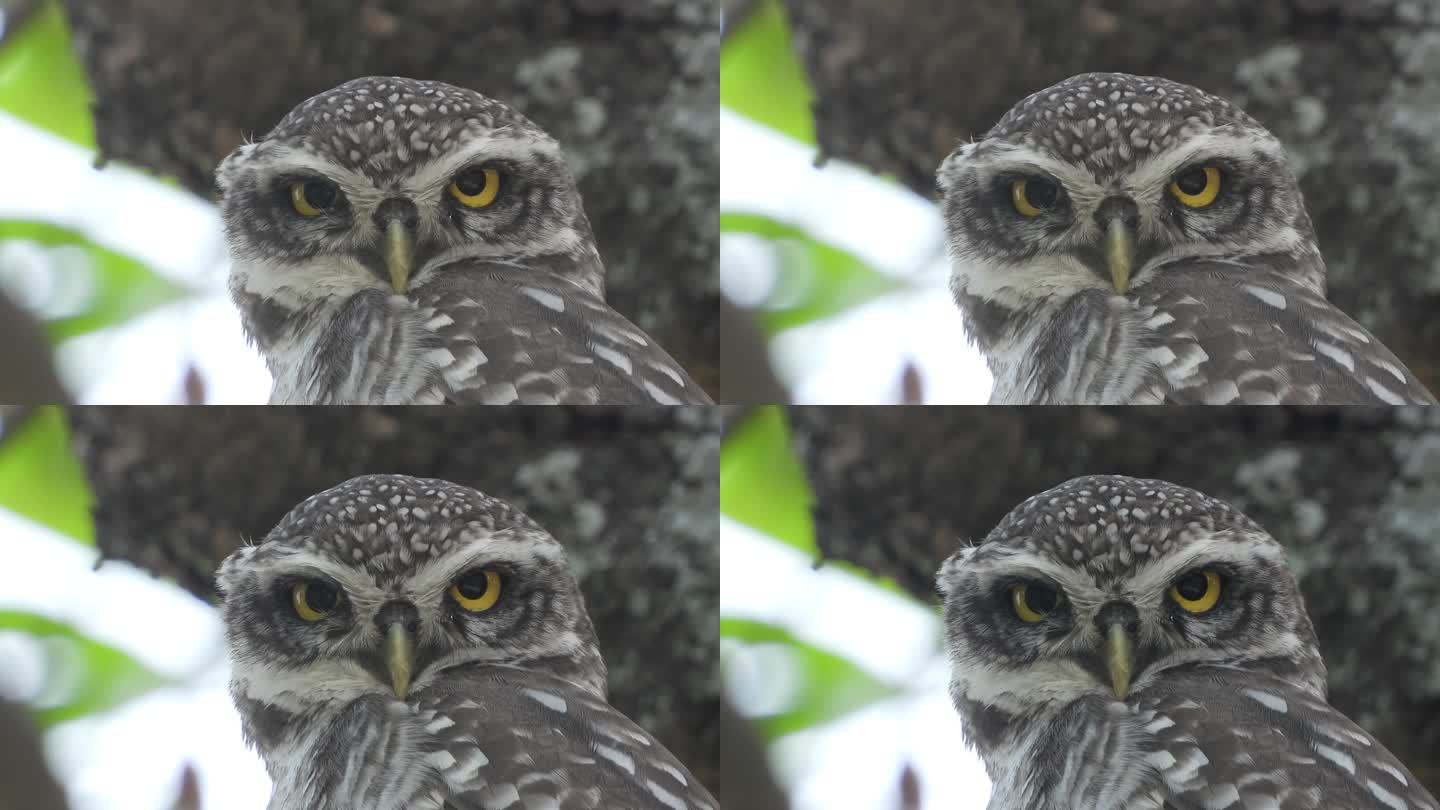 斑点猫头鹰，头部180度旋转，特写镜头