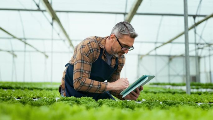 人，农民和平板在温室植物检验，蔬菜和农业生产。成熟的人用数字技术检查土壤或生菜，以获得食品、数据或质