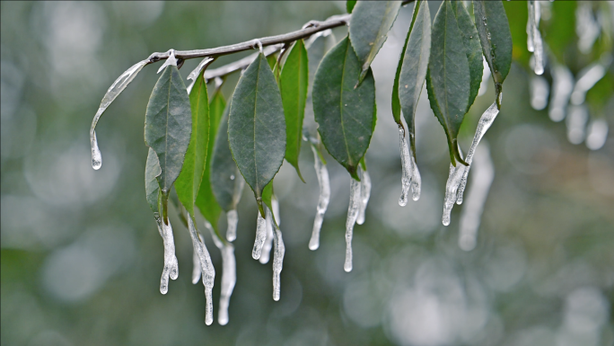 冬天来了树叶结冰寒冬冰雪唯美冬韵