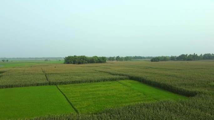 珍珠谷子农场美丽的风景广阔的视野在印度的田野。无人机拍摄的印度西孟加拉邦的农田。