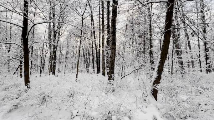 霜冻的冬日公园里夕阳西下，树枝上挂满了雪花，雪花缓缓地飘落，寂静而寂静