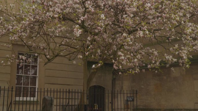 以牛津大学建筑为背景的春雨天里盛开的春树。