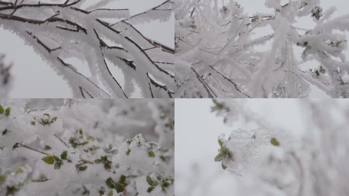 冰冻树枝冰块冰柱雾凇唯美雾凇冬季冬天风景