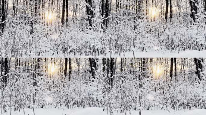 霜冻的冬日公园里夕阳西下，树枝上挂满了雪花，雪花缓缓地飘落，寂静而寂静