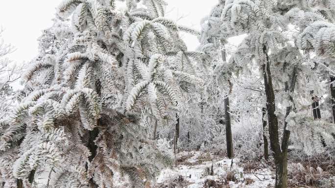 【合集】山顶雾淞雪淞原始森林大雪