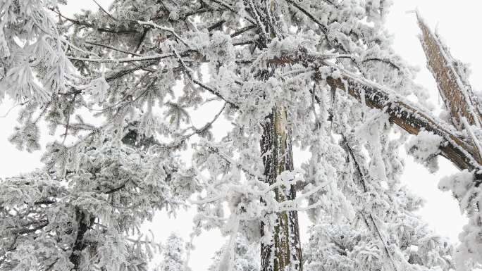 【合集】 大雪覆盖的杏梅尖梦幻森林雾淞