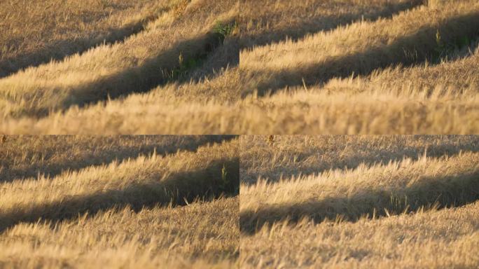 拖拉机在金黄色的熟麦地里开着深深的车辙。视差。散景backgroound。