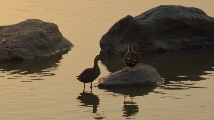 野鸭，鹅，夕阳，湖面，唯美