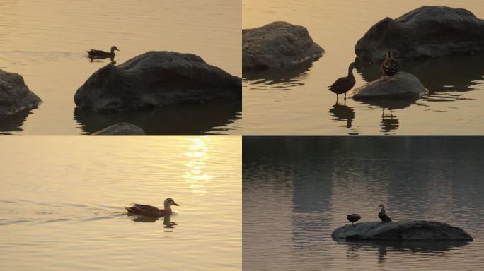 野鸭，鹅，夕阳，湖面，唯美