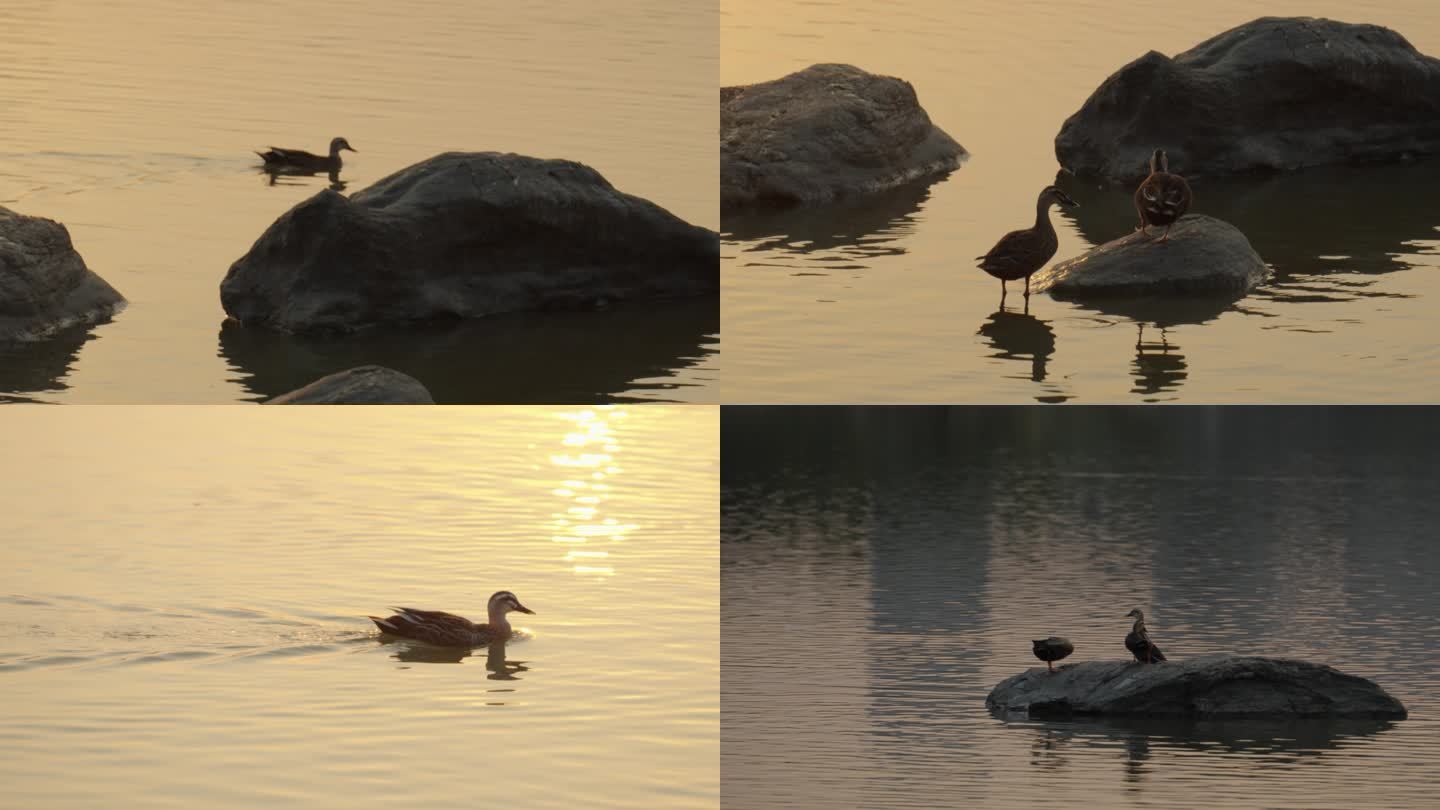 野鸭，鹅，夕阳，湖面，唯美