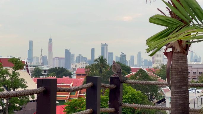 一只鸽子在看泰国曼谷市的景色