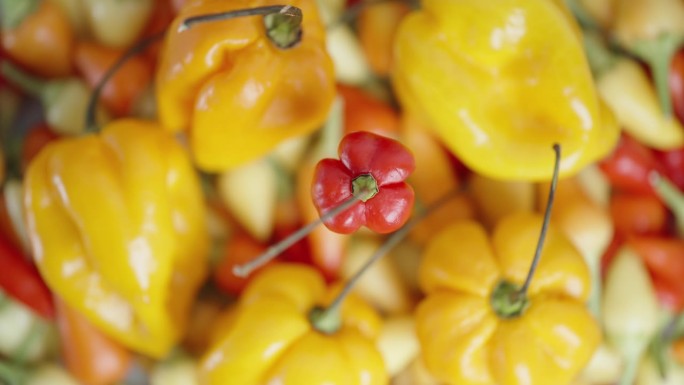 从上面看，火鸡之星品种的红辣椒在各色辣椒和哈瓦那辣椒的背景下旋转。