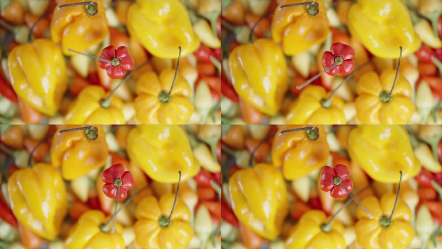 从上面看，火鸡之星品种的红辣椒在各色辣椒和哈瓦那辣椒的背景下旋转。