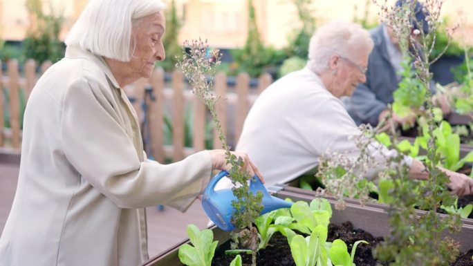 一位老年妇女在一位老人的花园里浇菜