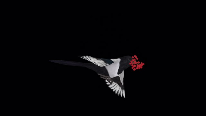 喜鹊鸟与红色Rowan浆果-飞行环-侧面视图CU - Alpha频道