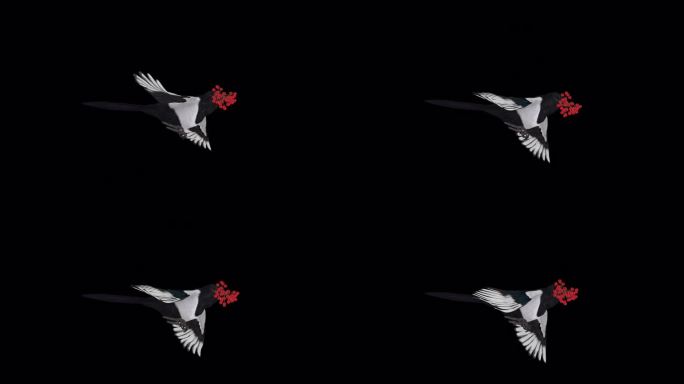 喜鹊鸟与红色Rowan浆果-飞行环-侧面视图CU - Alpha频道