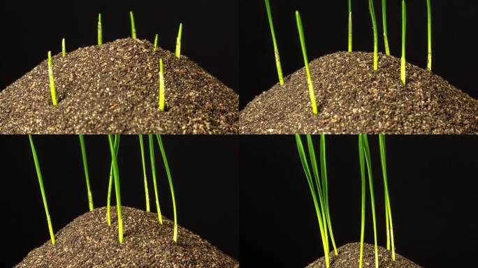 黑色背景下小麦生长和从地球旋转的延时视频，4K分辨率缩放剪辑。