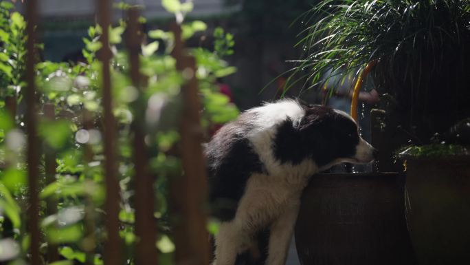多肉 绿植 小狗喝水 水缸 盆栽 空境