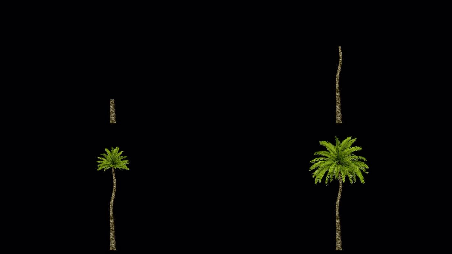 棕榈树的生长