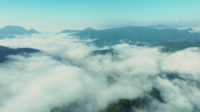 【5k】老挝边境茶山云海航拍