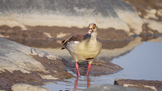 水池里的埃及鹅野生湿地飞鸟