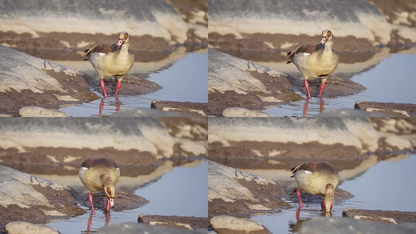 水池里的埃及鹅野生湿地飞鸟