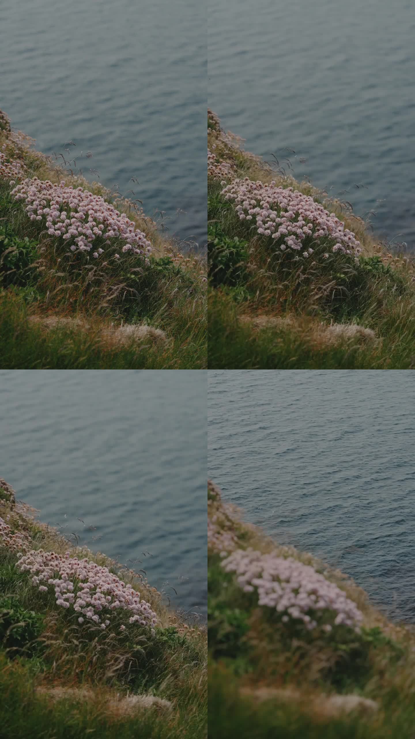 悬崖边随风飘扬的花朵